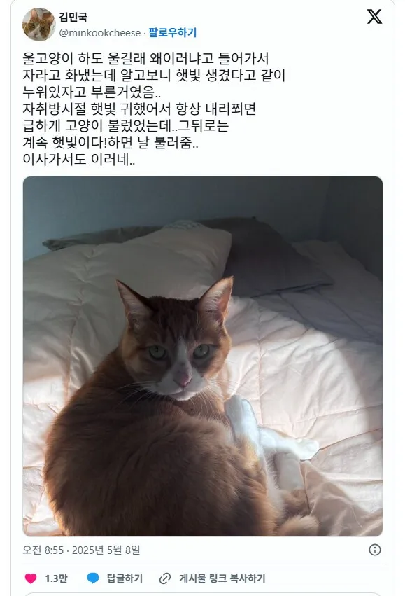 고양이가 자꾸 울면서 부른 이유