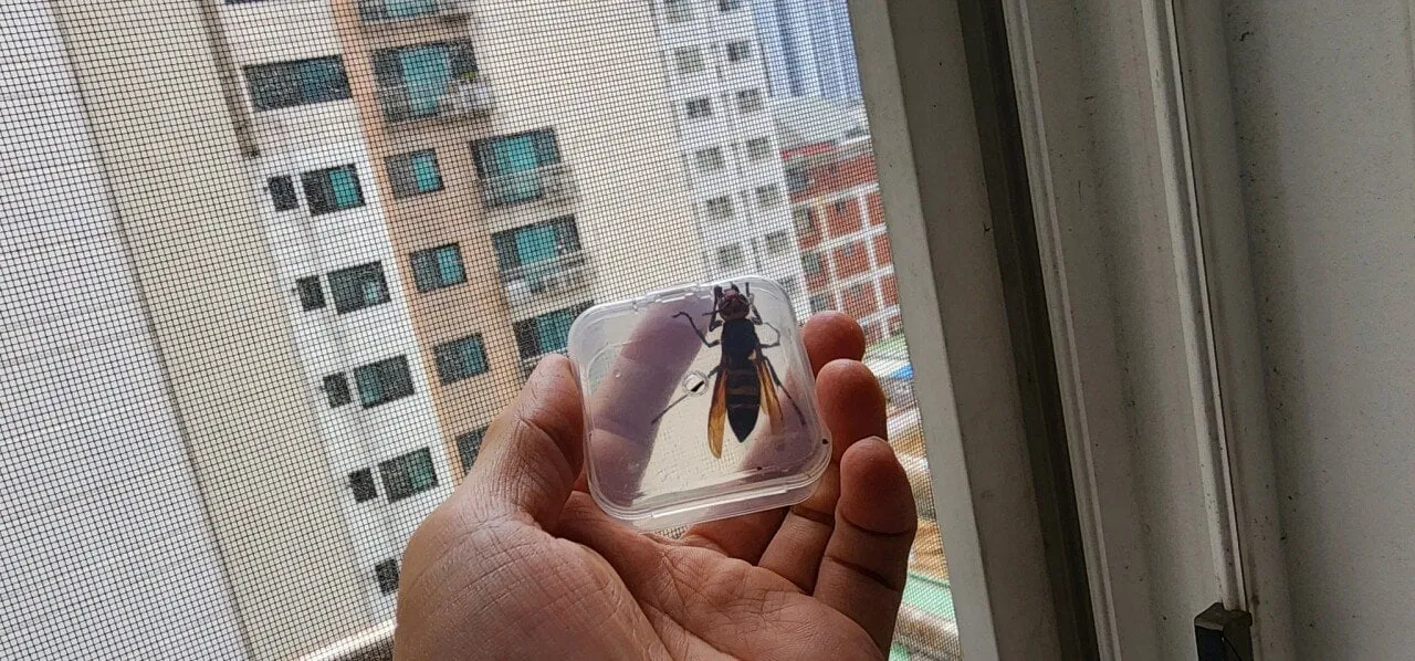아파트에 무단 침입한 장수말벌의 최후.jpg