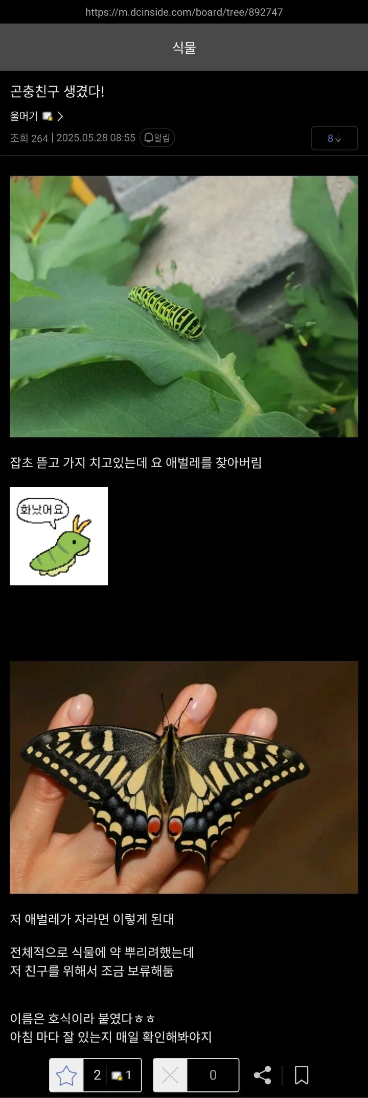 어쩌다보니 식물 키우다가 나비를 키워낸 식갤러