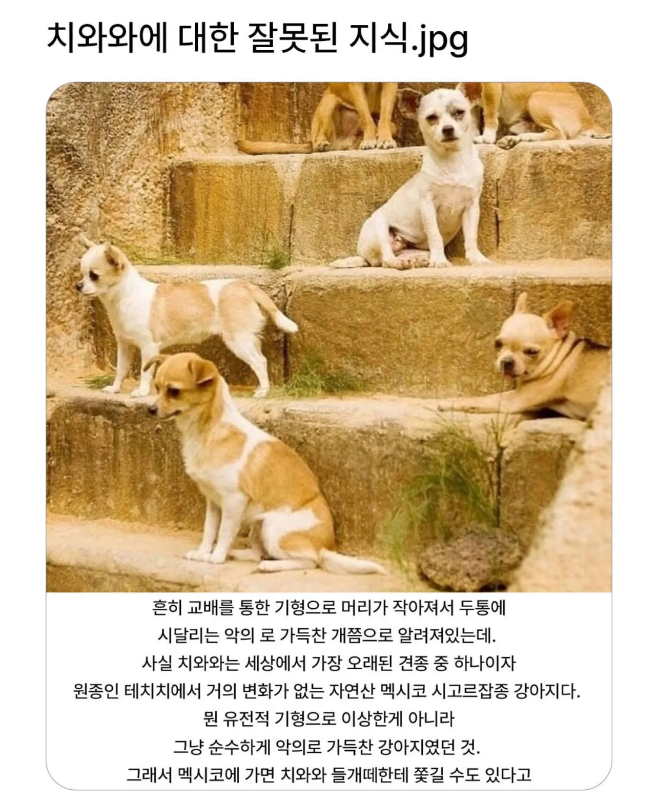 치와와에 대한 잘못된 지식.jpg
