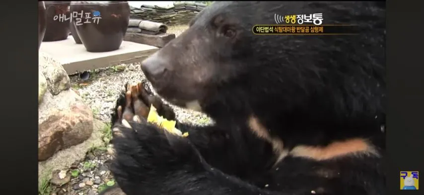 절에 살게 된 반달가슴곰의 운명