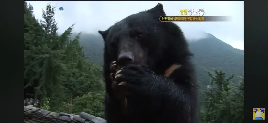 절에 살게 된 반달가슴곰의 운명