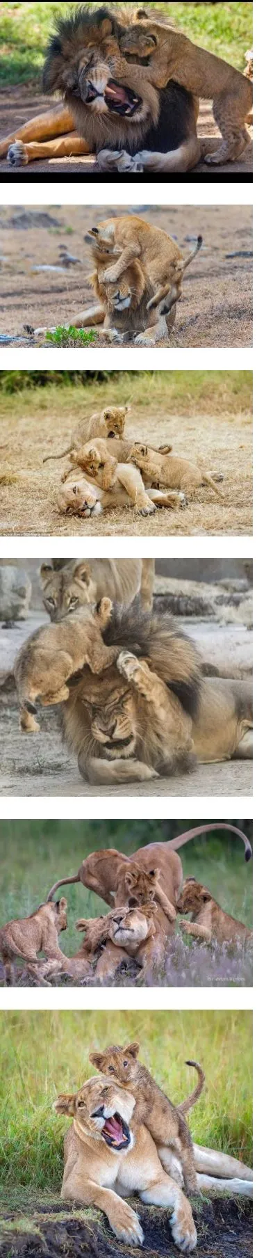 금쪽이들한테 영혼까지 털리는 엄마 아빠 사자들
