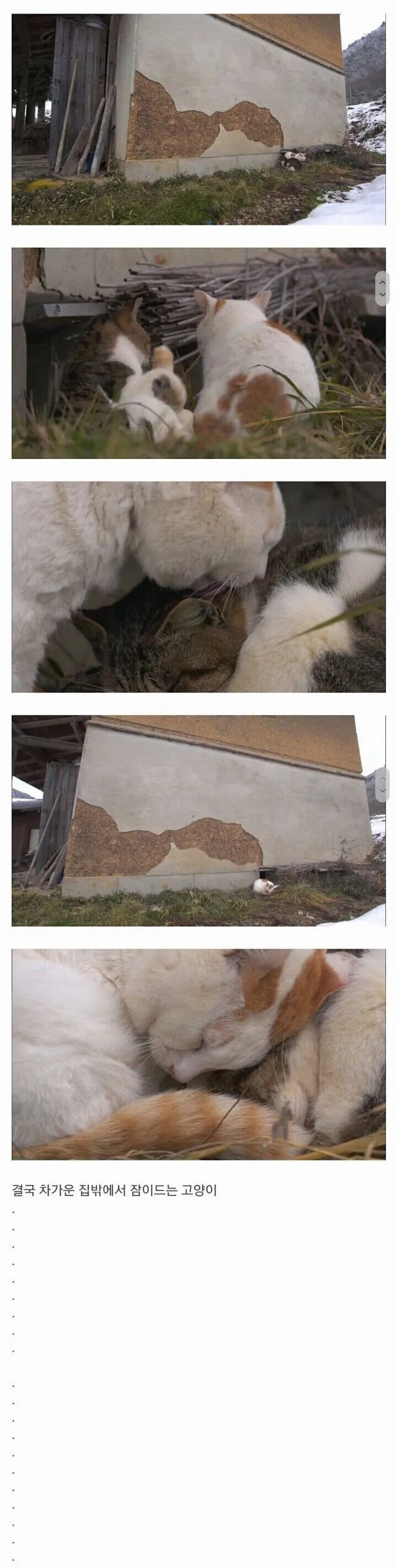 할아버지와 고양이