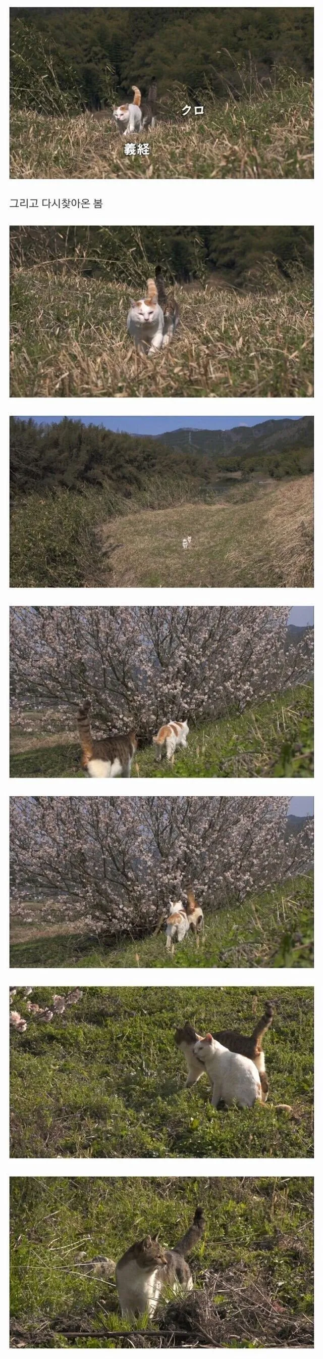 할아버지와 고양이