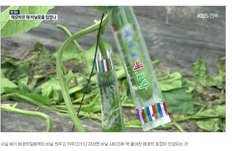 사람들 잘 모른다는 애호박의 진실.jpg