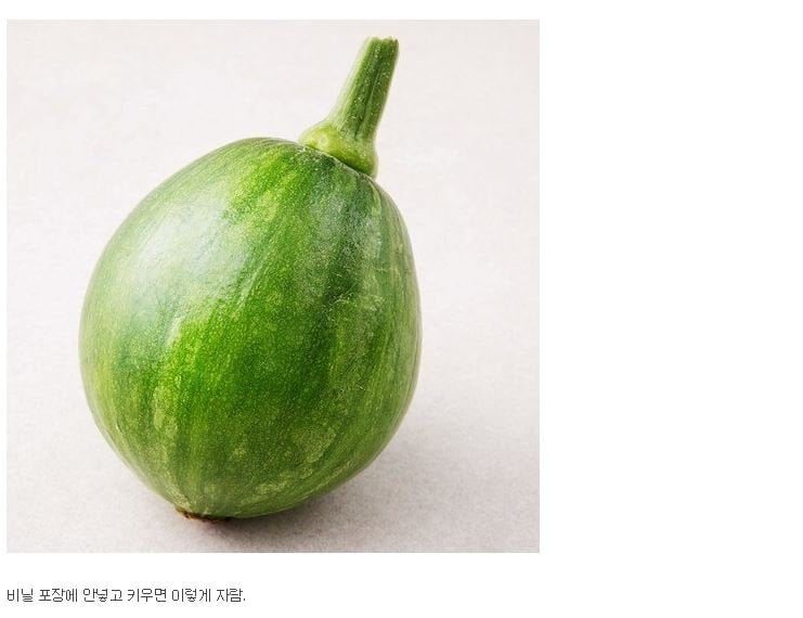 사람들 잘 모른다는 애호박의 진실.jpg