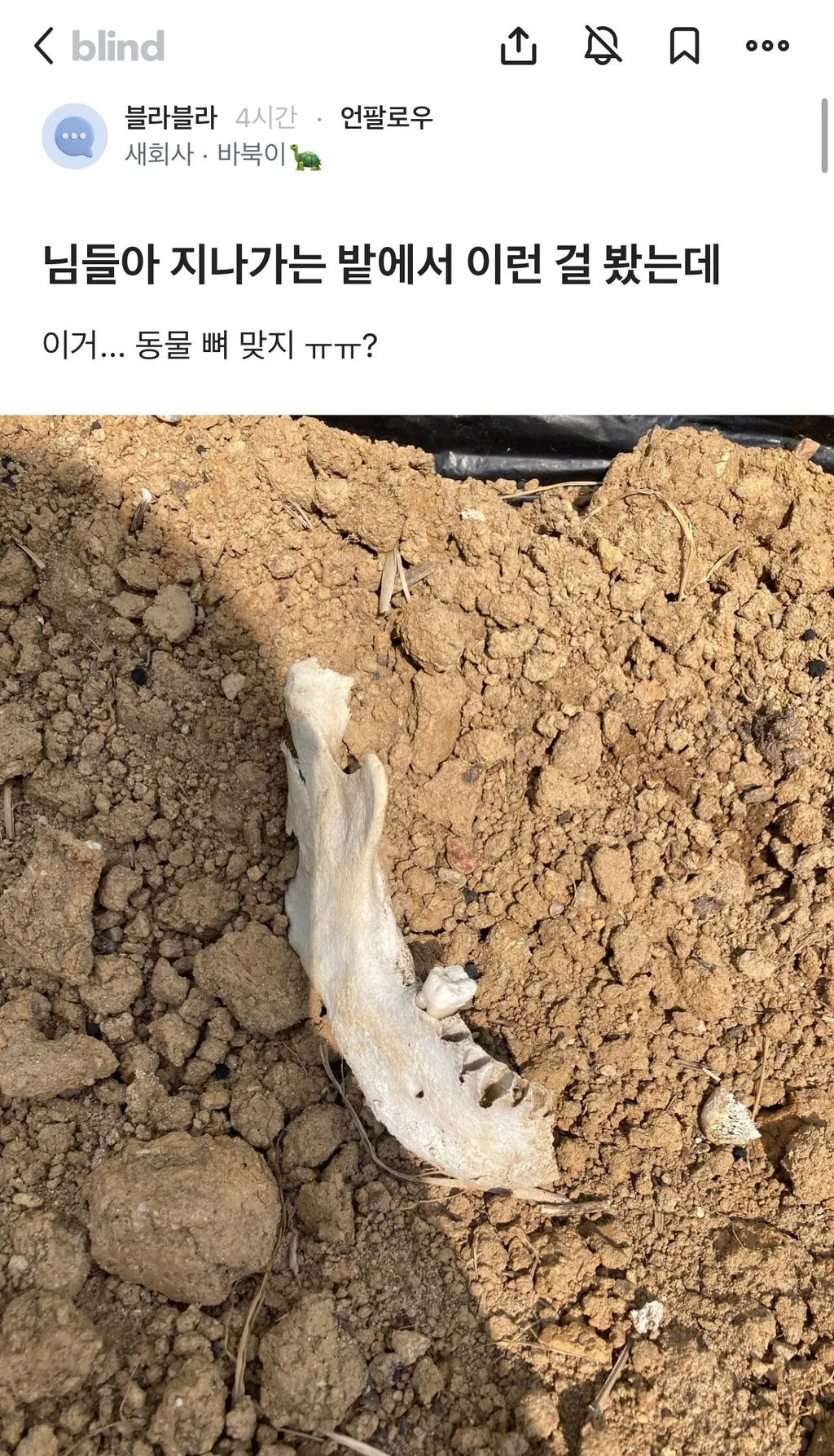 밭에서 이상한 뼈를 본 블라인 ㅎㄷㄷ;;.jpg