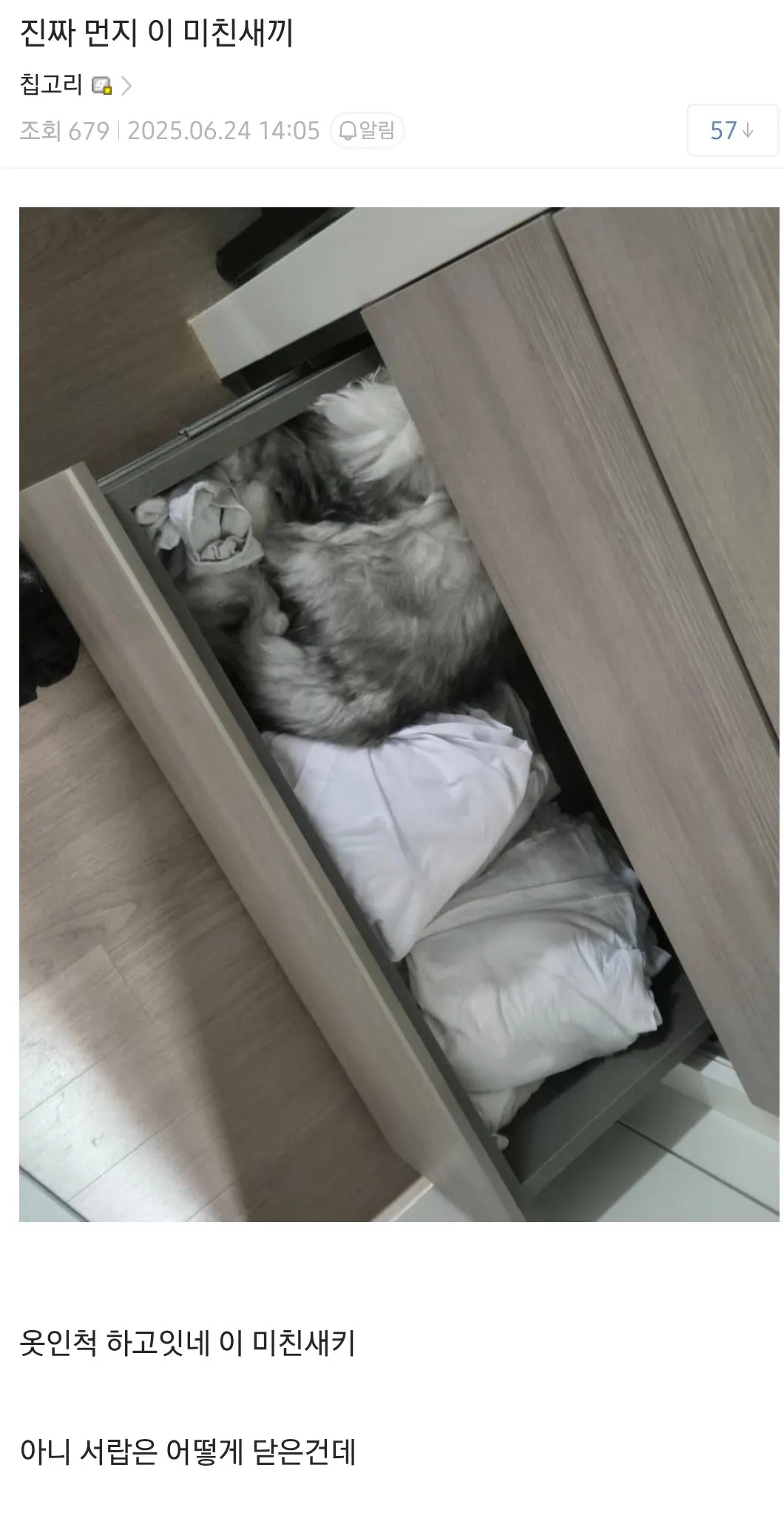 동생이 맡겨놓은 고양이를 잃어버린 디시인