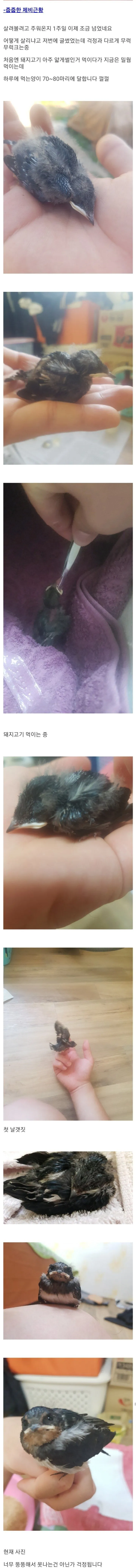 둥지에서 버려진 제비 구한 후기