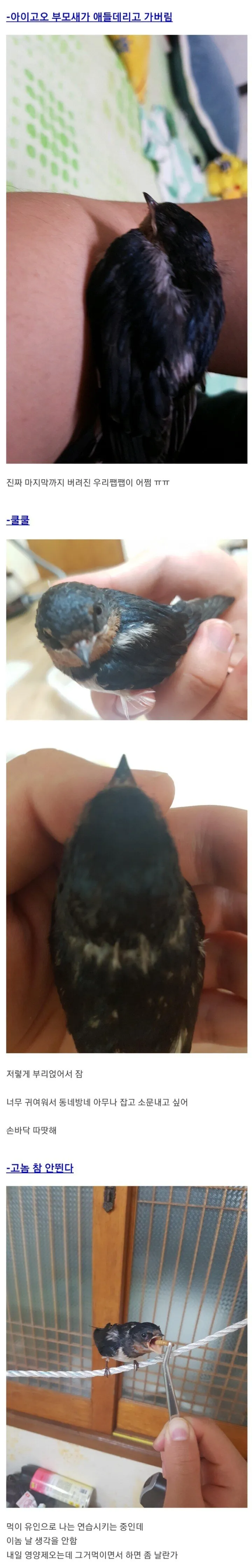 둥지에서 버려진 제비 구한 후기