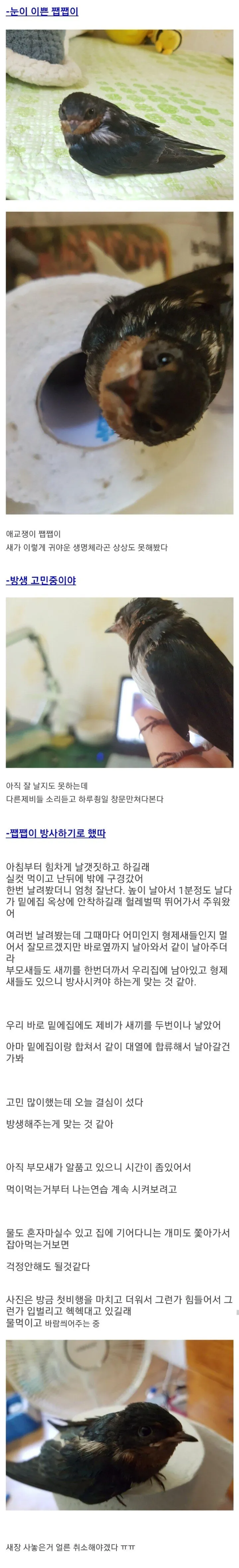 둥지에서 버려진 제비 구한 후기