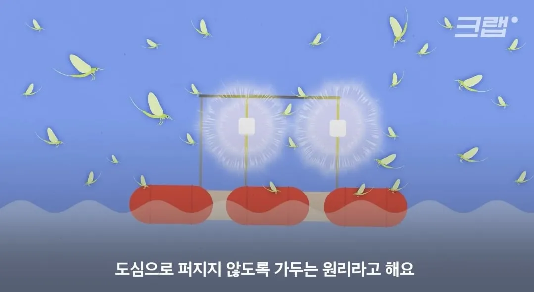 수도권 요즘 하루살이 안보이는 이유