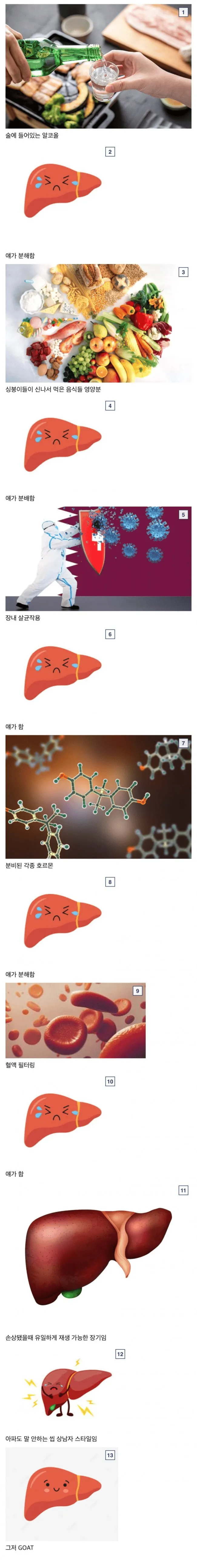 간이 개쩌는 장기인 이유