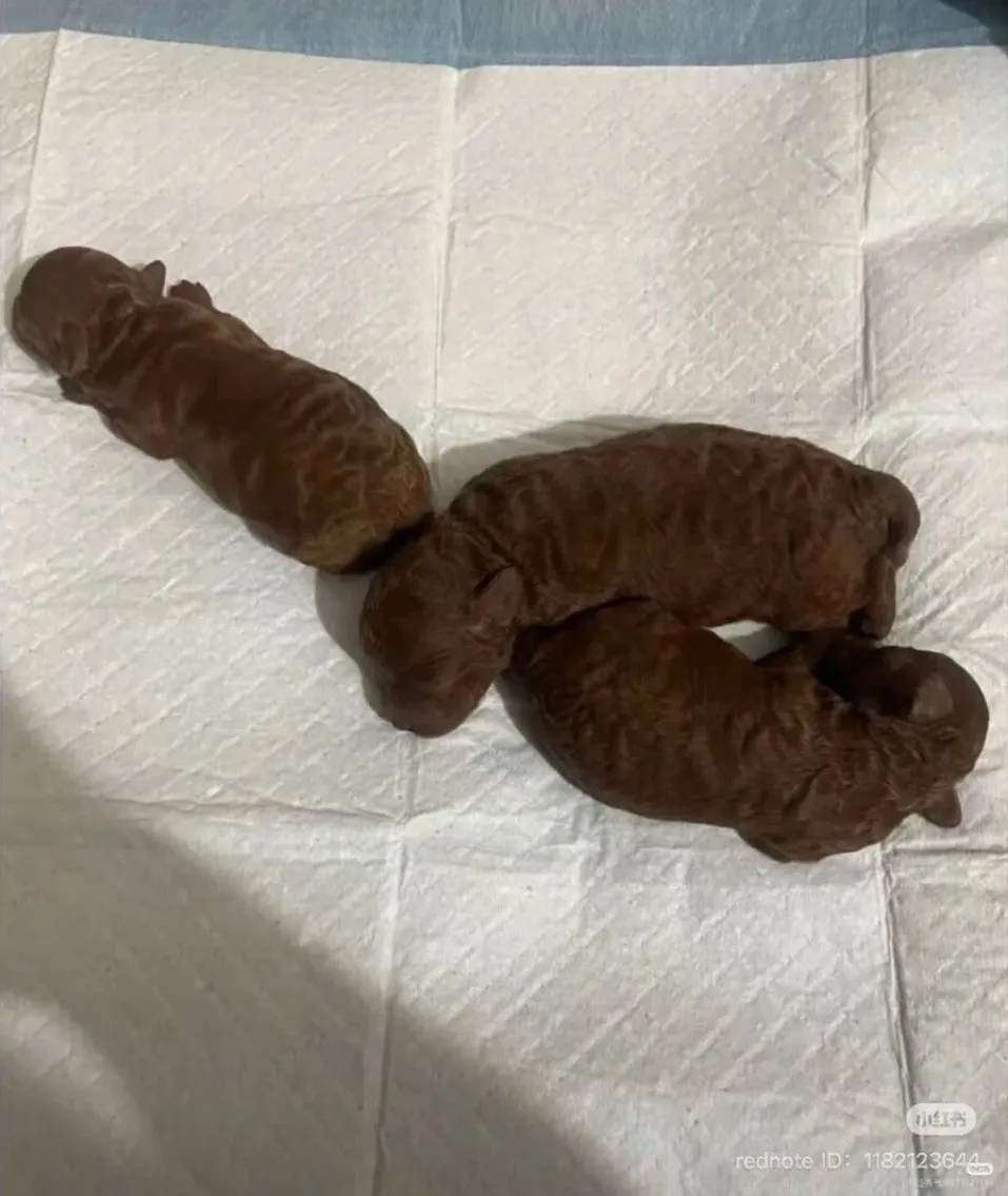 똥 강아지들