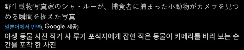야생 동물 사진 작가가 포착한 포식자와 피식자