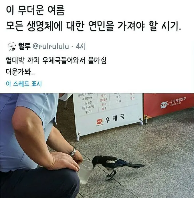 우체국에서 물 얻어 마시는 까치 (요즘 길거리 새들 상태)