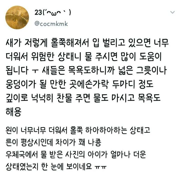 우체국에서 물 얻어 마시는 까치 (요즘 길거리 새들 상태)