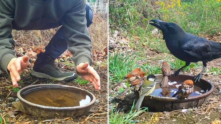 우체국에서 물 얻어 마시는 까치 (요즘 길거리 새들 상태)