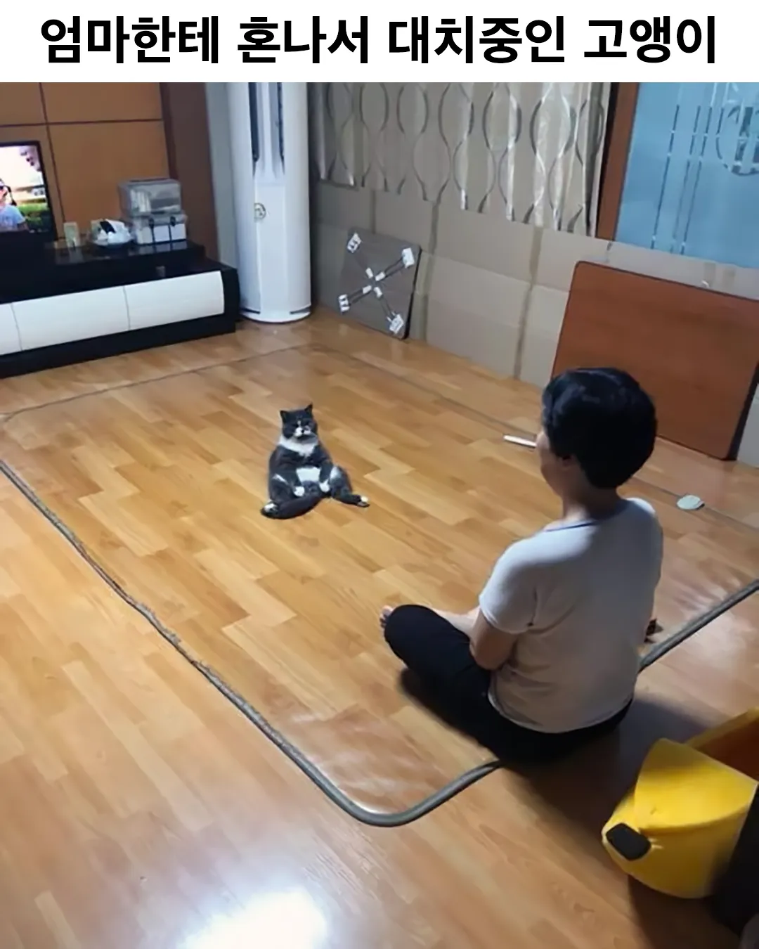 😹) 엄마한테 혼나서 대치 중인 고앵이