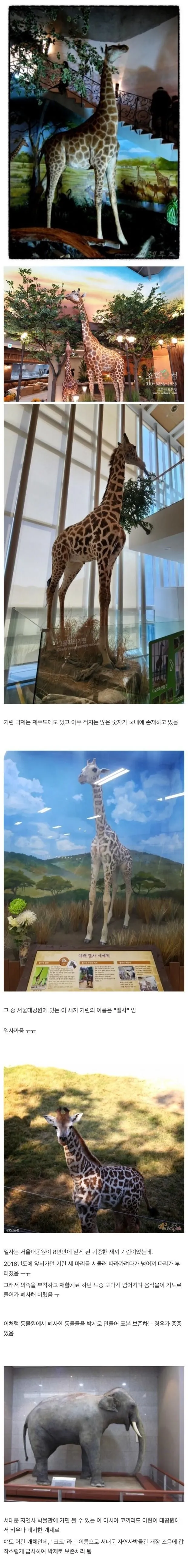 국내에서 소멸되어 간다는 박제 기술.