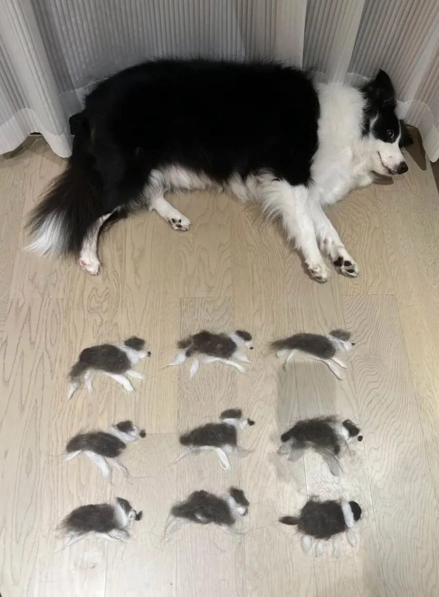 보더콜리 털로 할 수 있는것