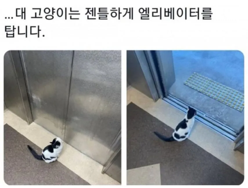 대학교 고양이 자랑대회