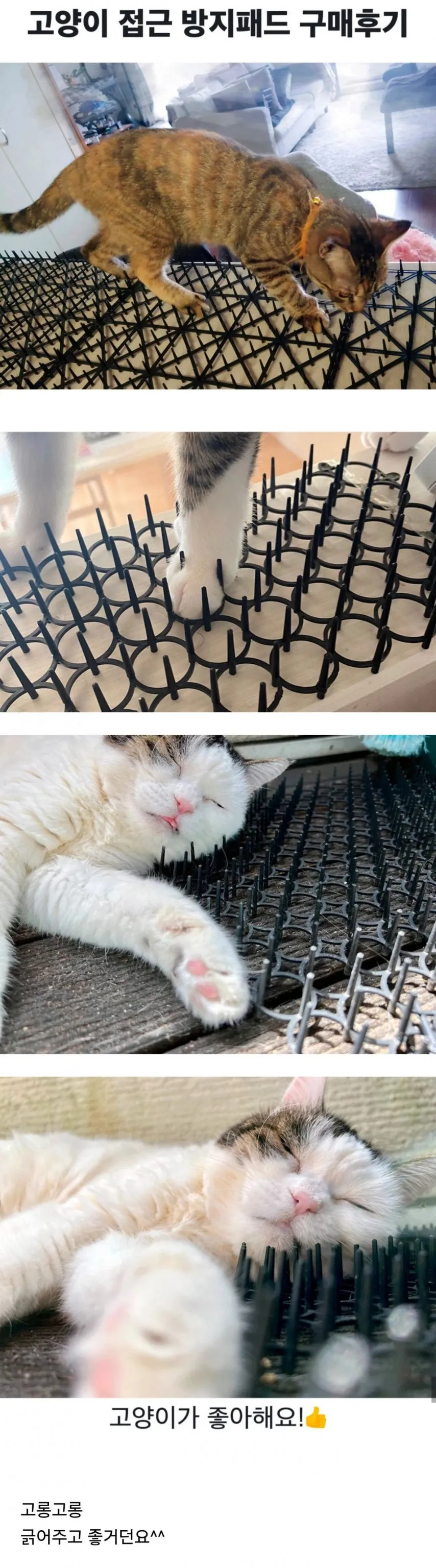뾰족한 고양이 접근 방지패드 후기.