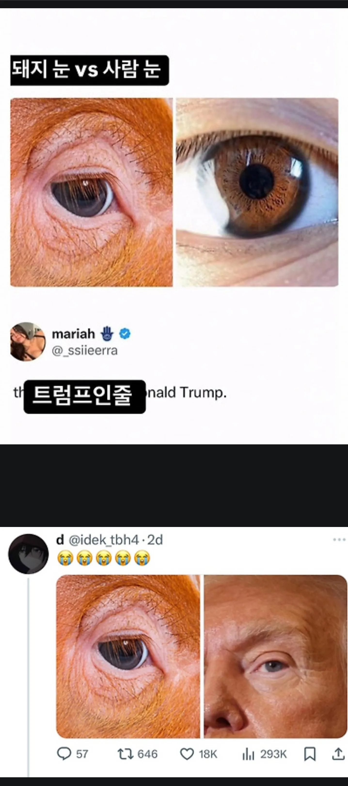돼지 눈 vs 사람 눈