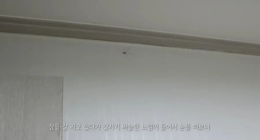 거미를 죽였다고 욕먹은 미어캣 유튜버.jpg