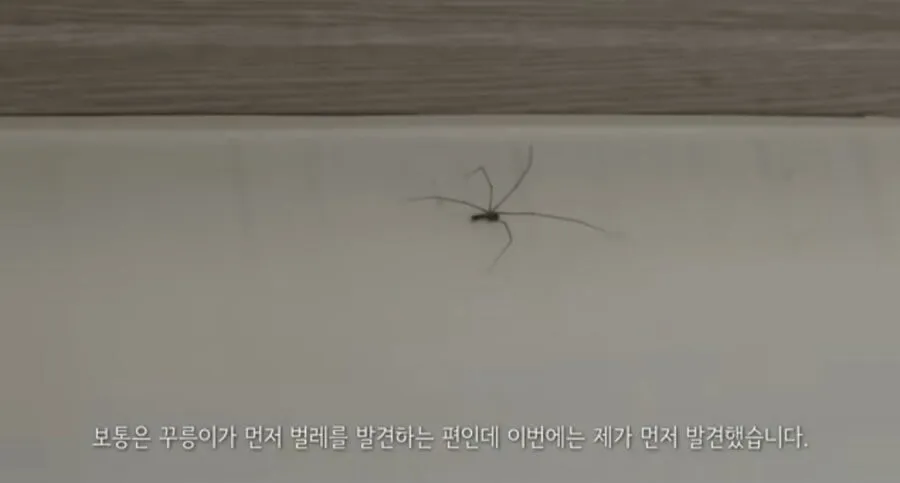 거미를 죽였다고 욕먹은 미어캣 유튜버.jpg