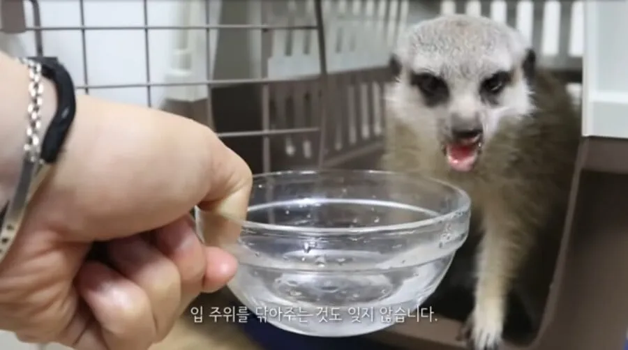 거미를 죽였다고 욕먹은 미어캣 유튜버.jpg