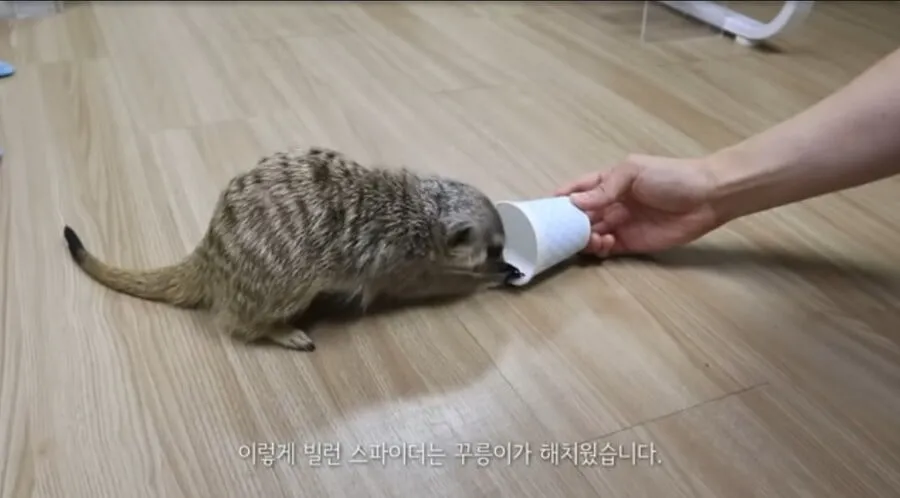 거미를 죽였다고 욕먹은 미어캣 유튜버.jpg