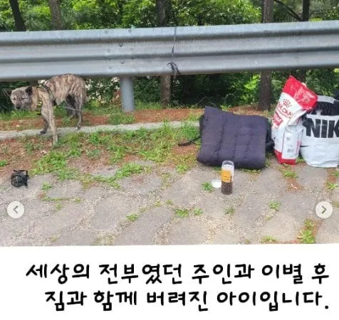 탄천주차장 버려진강아지 후기