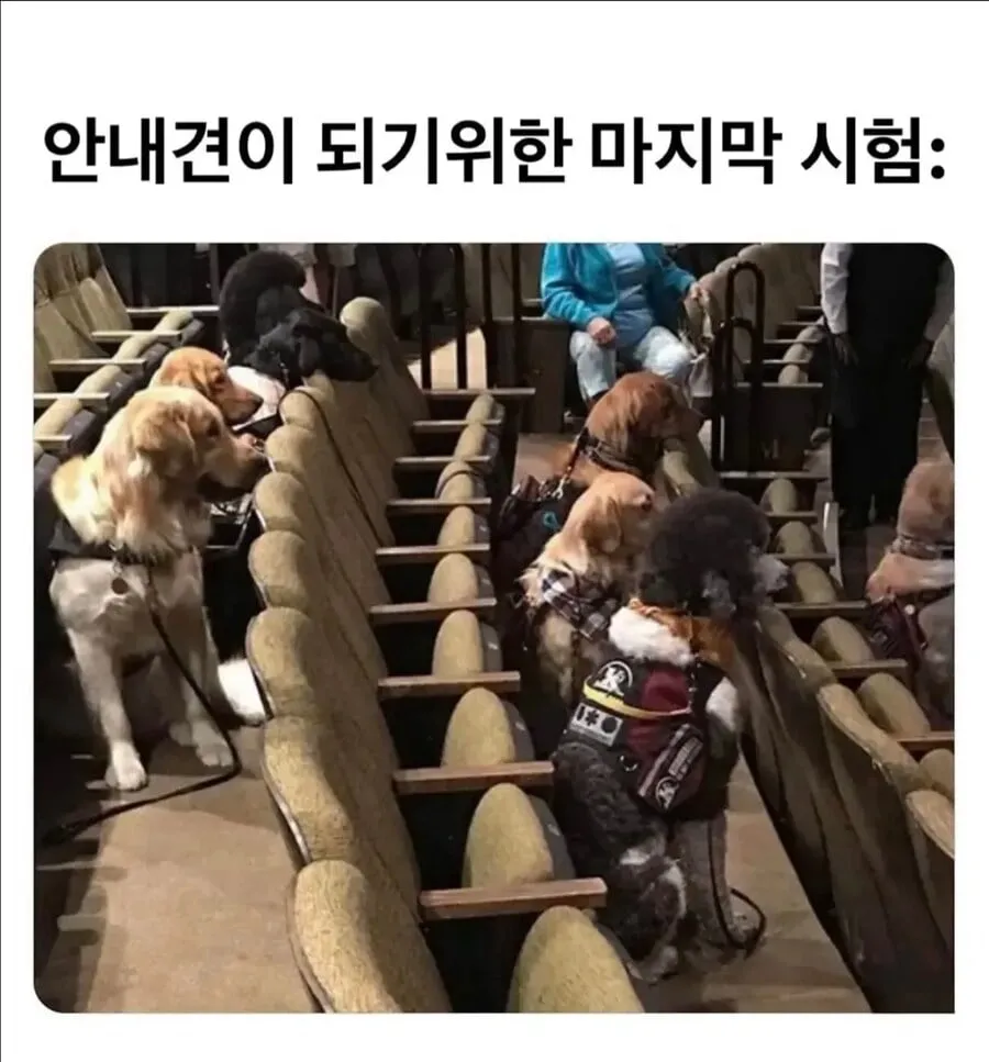 안내견이 되기위한 마지막 시험...jpg