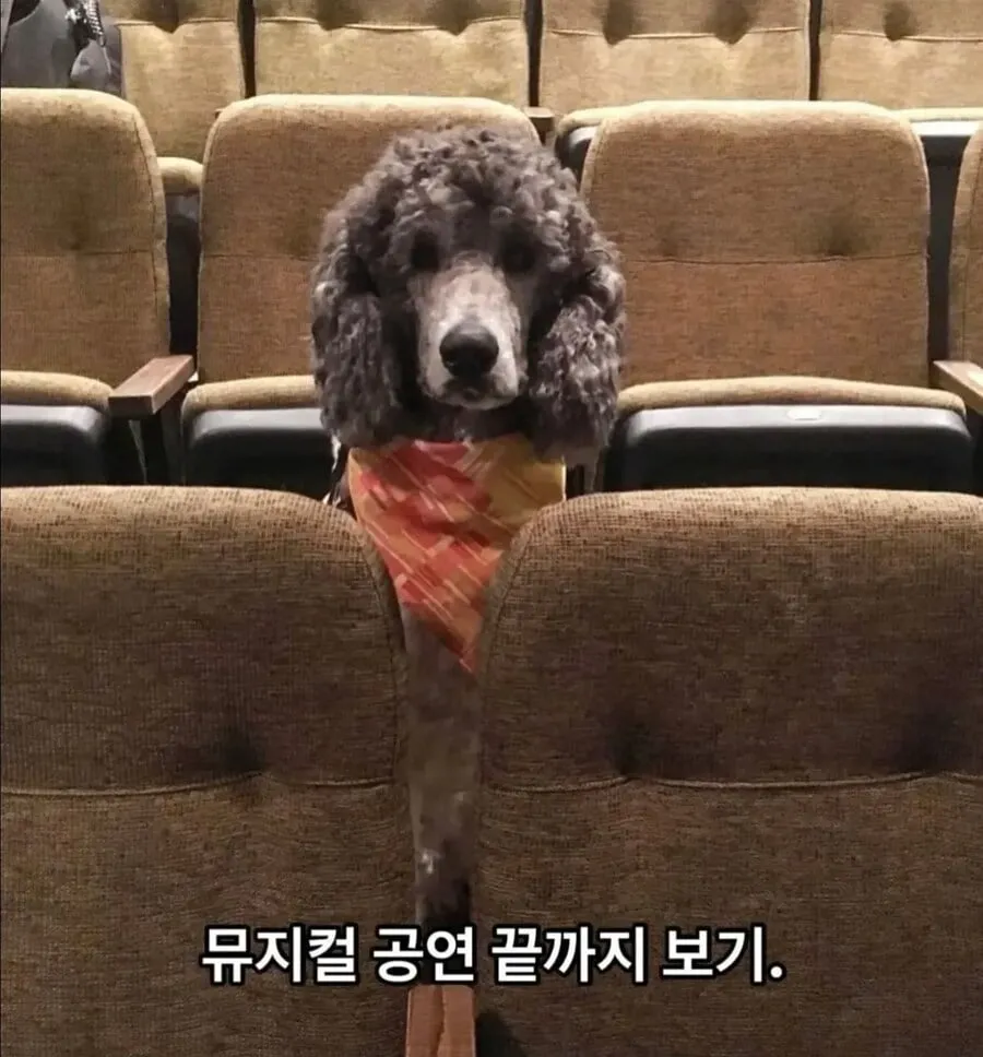 안내견이 되기위한 마지막 시험...jpg