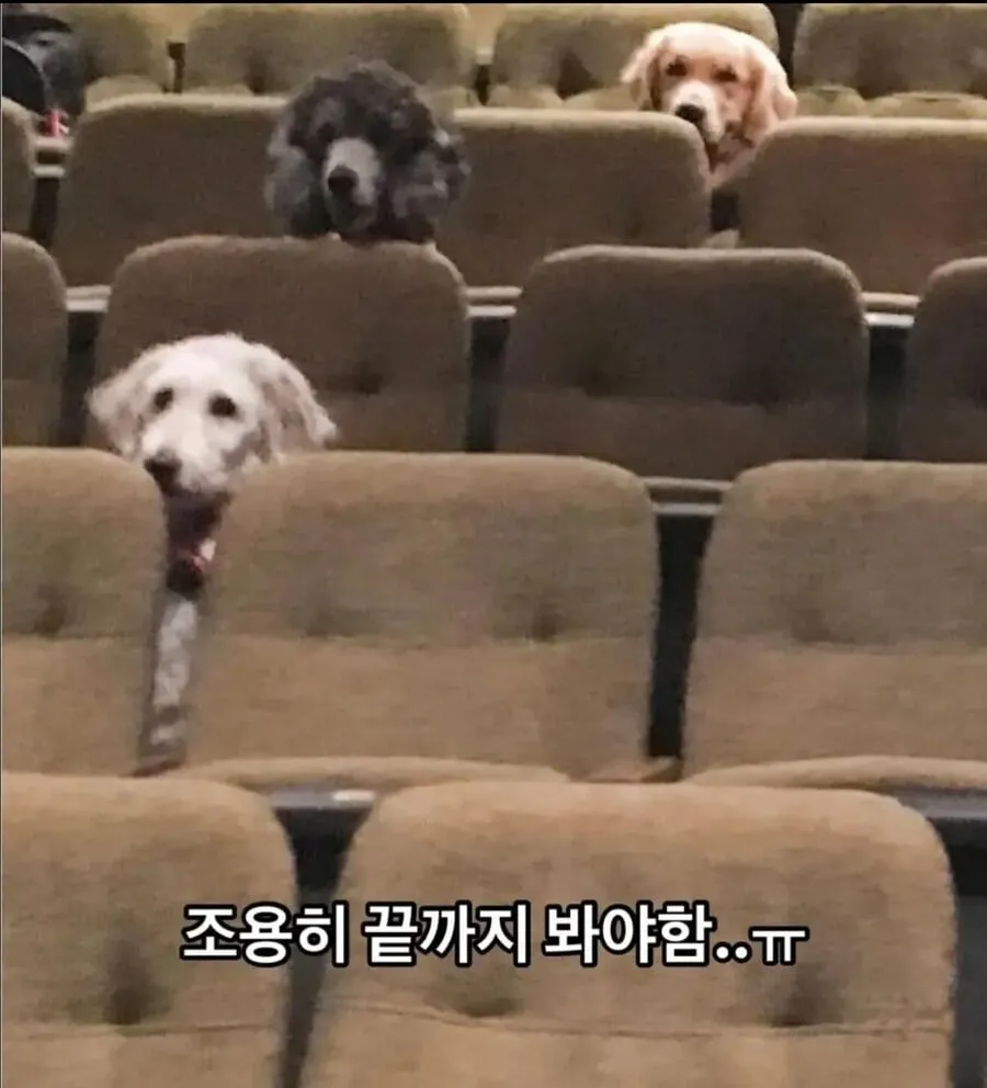 안내견이 되기위한 마지막 시험...jpg