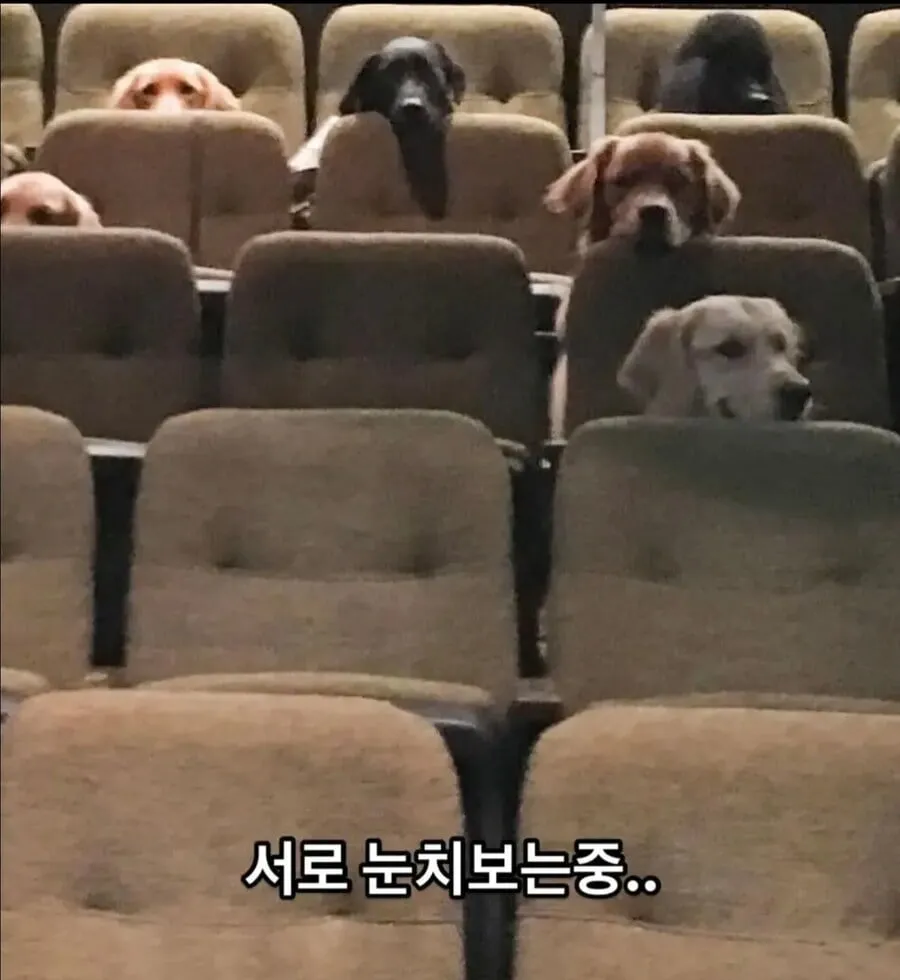 안내견이 되기위한 마지막 시험...jpg
