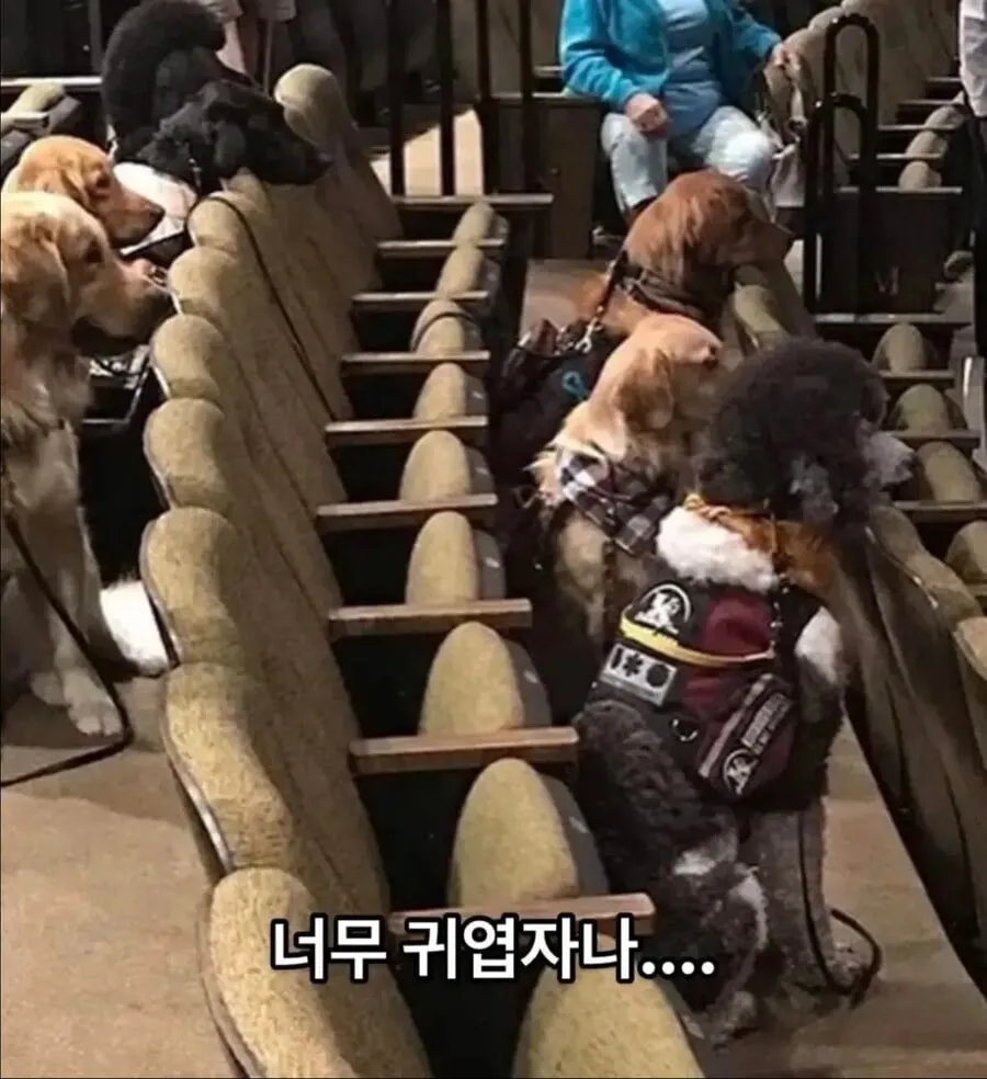 안내견이 되기위한 마지막 시험...jpg