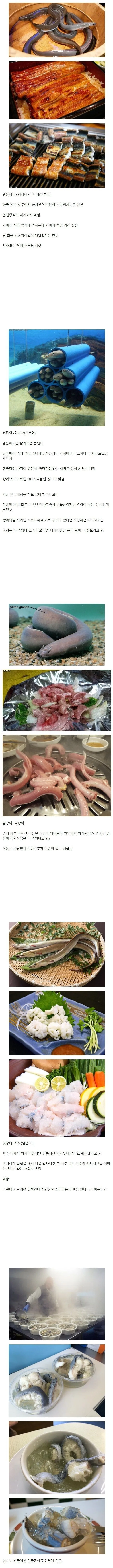 우리가 먹는 4종류의 장어