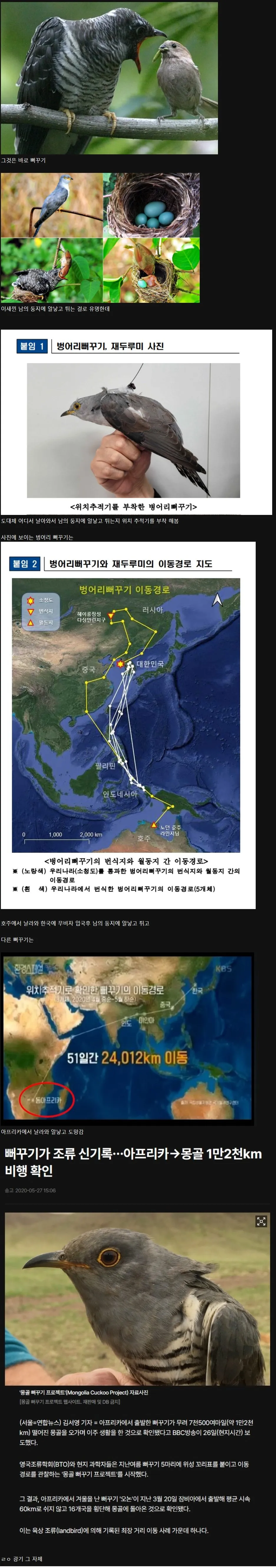 생각보다 더 정신나간 새 였던 뻐꾸기 근황