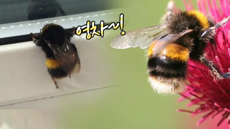 곤충들 중 귀여움류 1티어