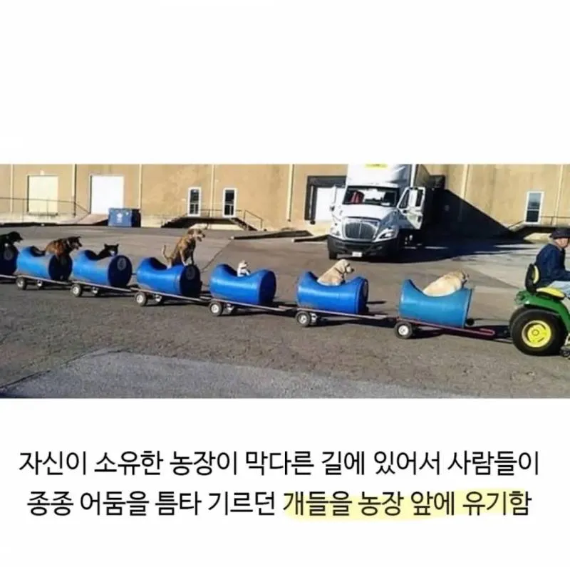 80세 할아버지가 강아지들과 산책하는 방법