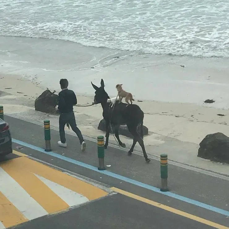 제주 브레멘 음악대