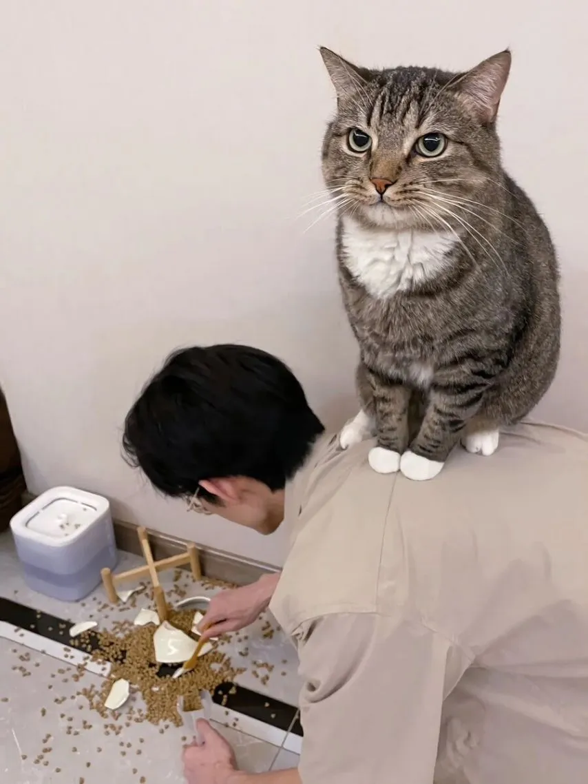 고양이를 키우는 것을 한장으로 표현.jpg