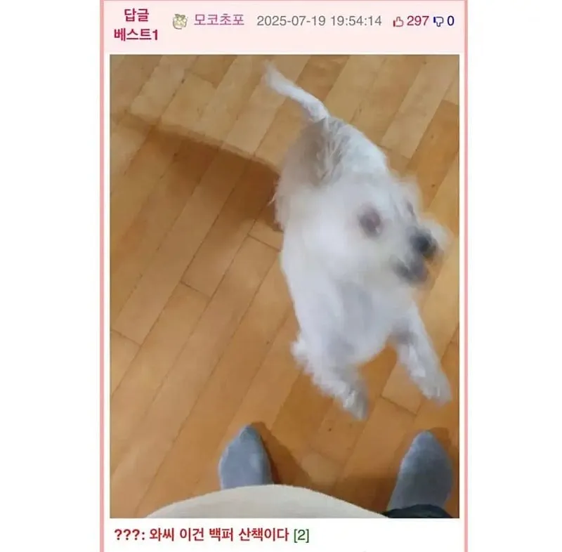 강아지에게 외출 복장 검사받는 사람.jpg