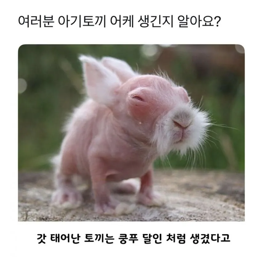 아기토끼의 비밀.jpg