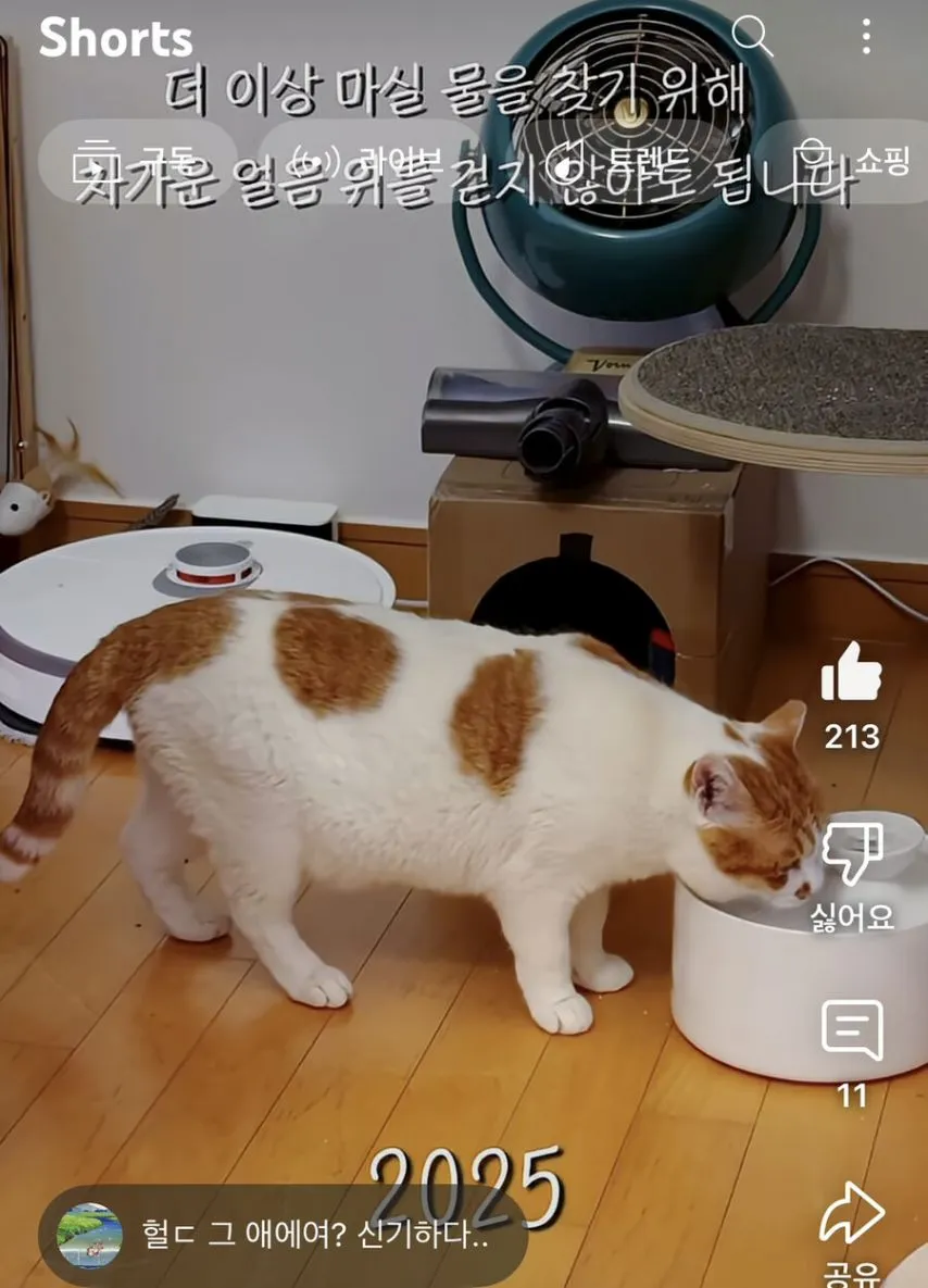 꽁꽁 얼어붙은 한강 위로 고양이가 걸어다닙니다 근황.jpg