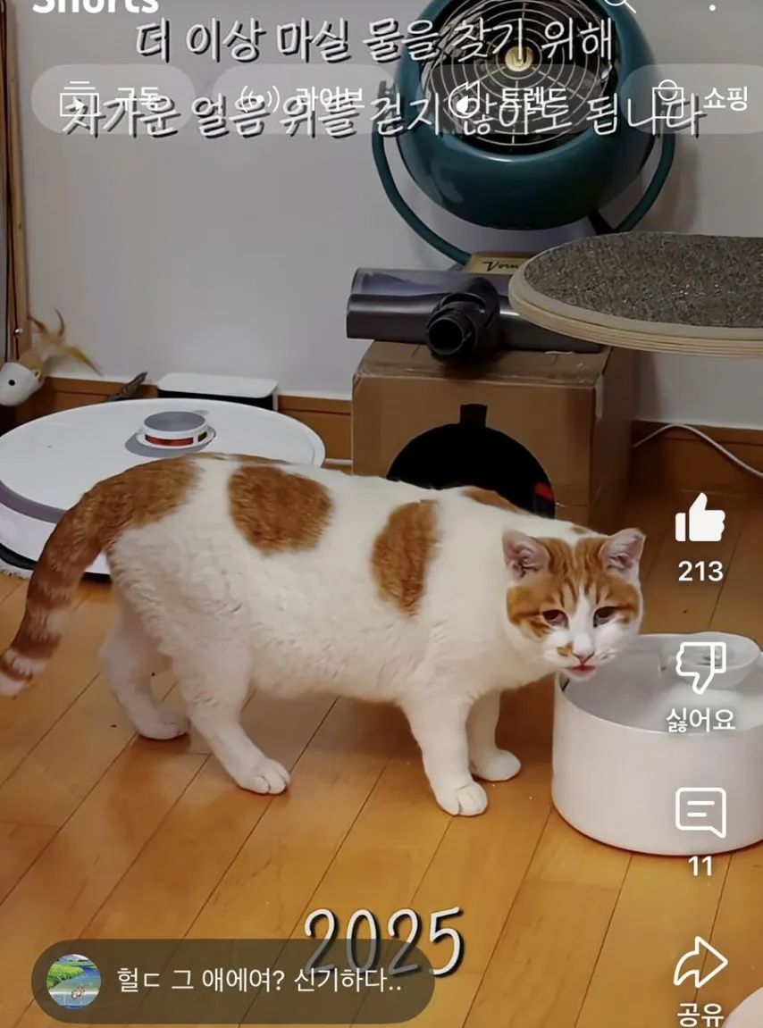 꽁꽁 얼어붙은 한강 위로 고양이가 걸어다닙니다 근황.jpg