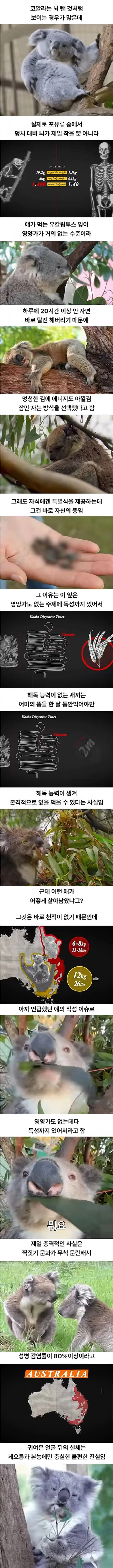 살아남은 이유가 독특한 동물